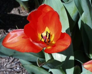 Another Tulip