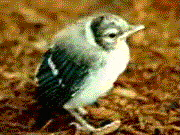 It's a BIRDY!!