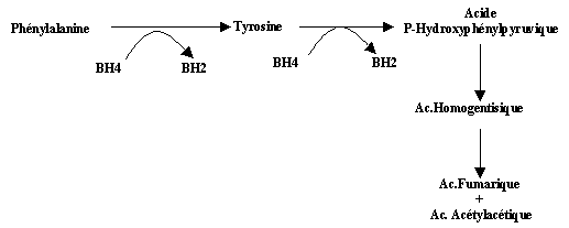 M�tabolisme normal de la ph�nylalanine