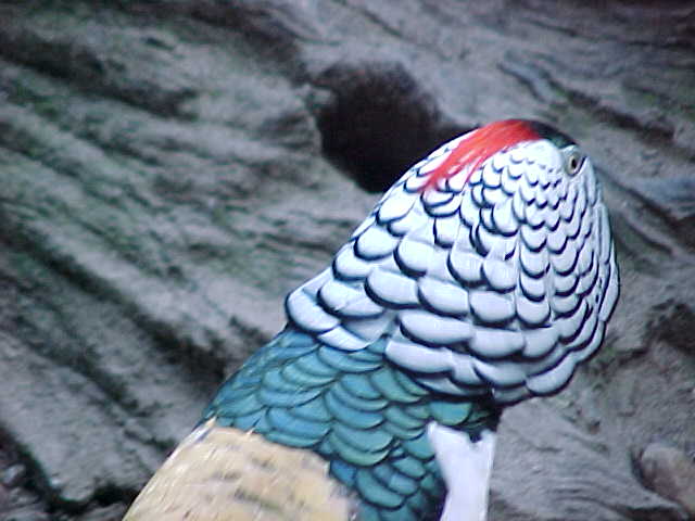 Amherst Male In Display