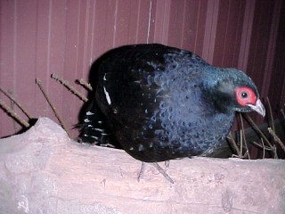 Breeder Male