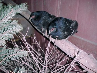 Yearling Males