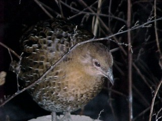 Breeder Female