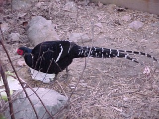 Breeder Male
