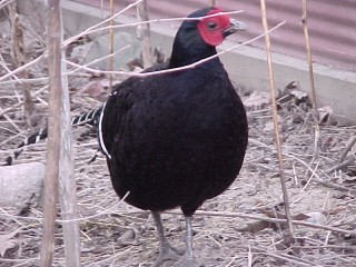 Breeder Male