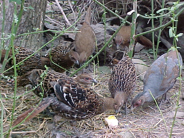 Mikado & Lineated Kalij Feasting On Hard Boiled Egg