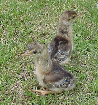 Peafowl Chicks