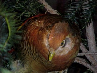 Yearling Male
