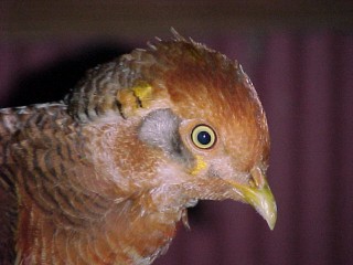 Yearling Male