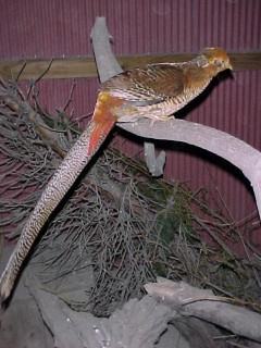 Yearling Male