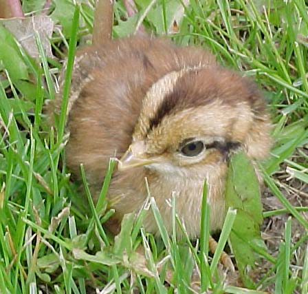 Scintillating Copper Chick