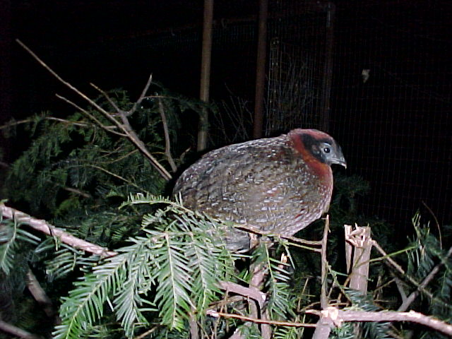 Yearling Male