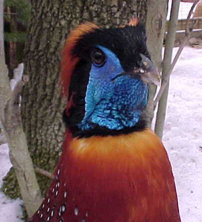 Breeder Temminck Tragopan