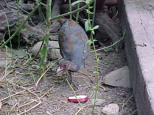 Young Lineated Male Eating Apple