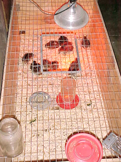 Brooder