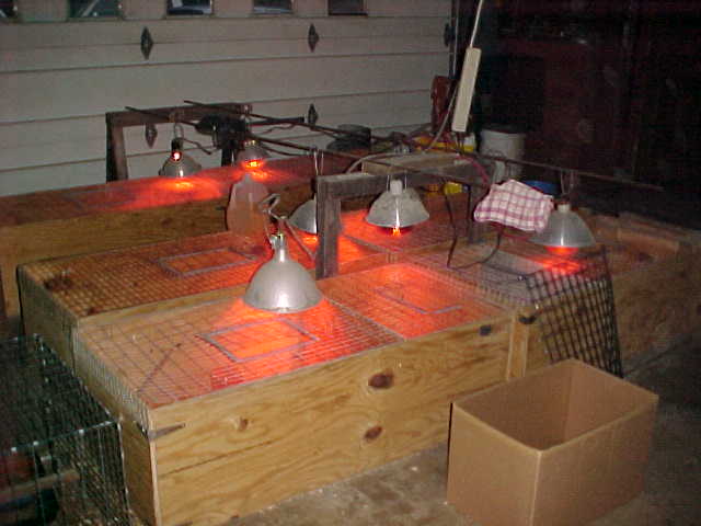 Brooder
