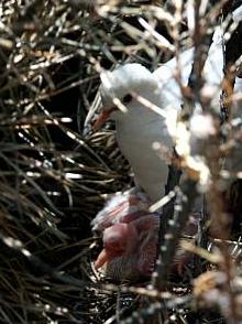 White Dove w/ young