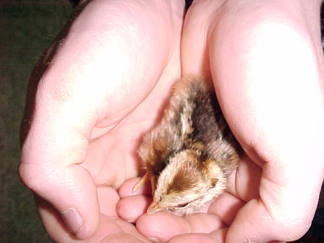 Elliot Chick