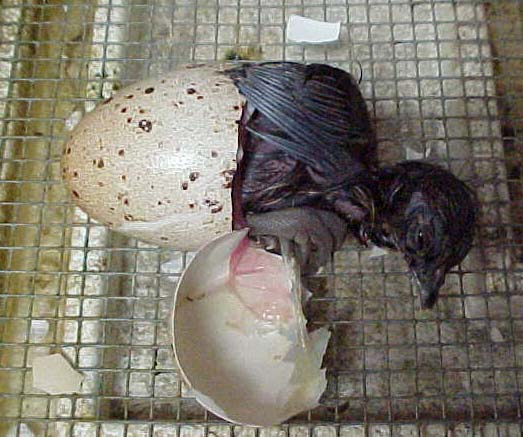 Impeyan Chick Hatching