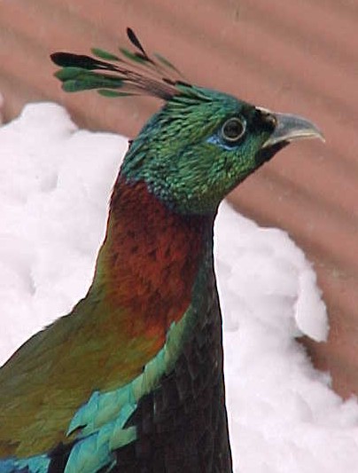 Breeder Impeyan Male