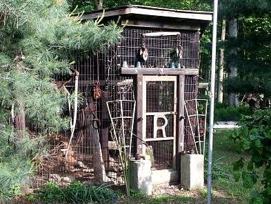 Males Only Crib: We have kept as many as seven speices of pheasant males together with no problems though the females are kept far away and out of view.&nbsp; This is most impressive when all the birds are in full color.