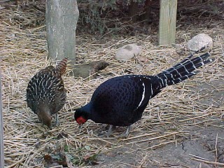 5 Year Old Breeder Pair