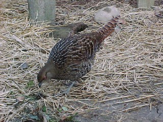 Breeder Female