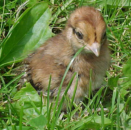 Mikado Chick