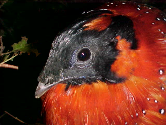 Breeder Satyr Male