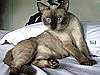 Jacqui's adopted cat 'Sid'