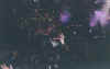 aaronconcert1.jpg (208325 bytes)