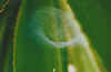 closewebgrass.jpg (22004 bytes)