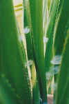 webgrass1.jpg (29545 bytes)