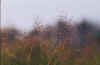 webinfield.jpg (25338 bytes)