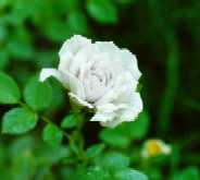 Love flowers...right...