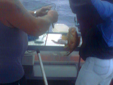Maori Cod- my catch!