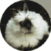 Rabbit.org
