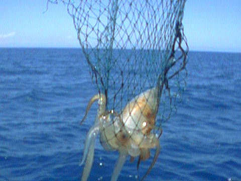 Mr. Squid