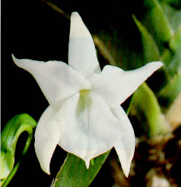 Angraecum magdalenae