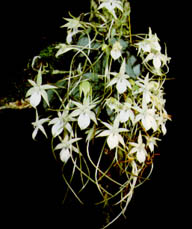 Angraecum picture