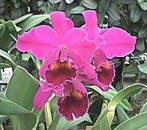 Purple Cattleya hybrid