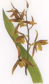 Cymbidium picture