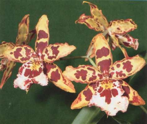 Beallara Dancing Matador "Everglades"