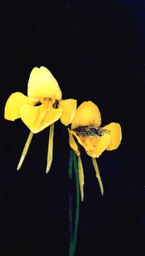 Diuris behrii