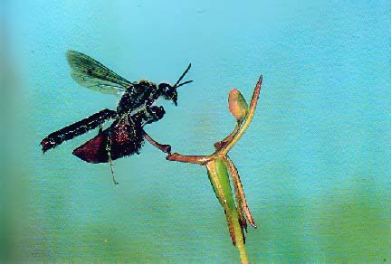 A male thynnid wasp, thinking that the hinged labellum of this Drakea flower is  female wasp, tries to carry it off to mate with it.