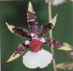 Odontonia Russiker Blutenbaum "Everglades"