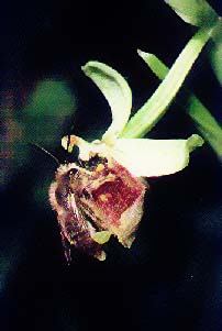 Ophrys holoserica visited by bee