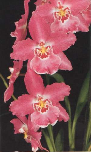Vuylstekeara Fall in Love "Lovely Lady"