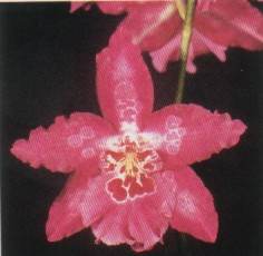 Vuylstekeara Saint Mary "Everglades" HCC/AOS