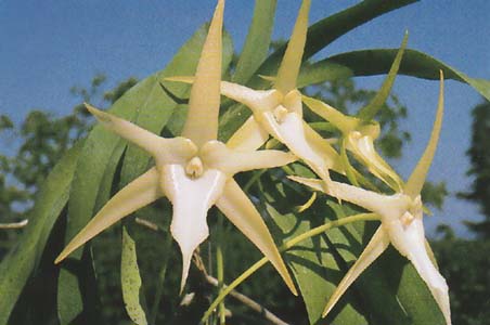 Angraecum sesquipedale